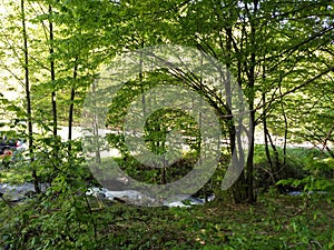 River in forest rivulet