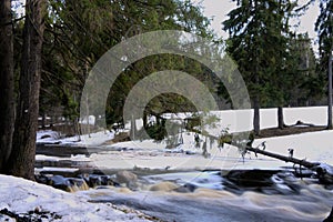 River in a forest at spring time