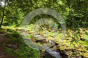 River in the forest in summer.Yorkshire, Great Britain.