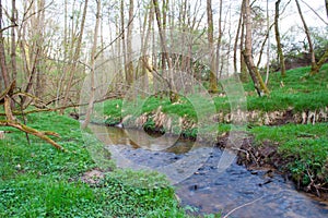 River in a forest in the wetlands