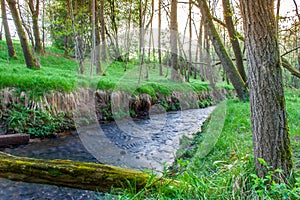 River in a forest in the wetlands