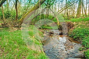 River in a forest in the wetlands