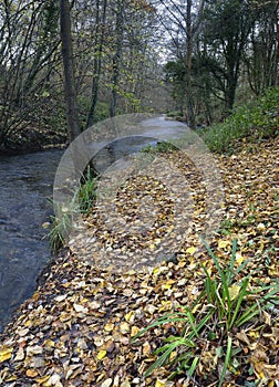 River Frome in early winter