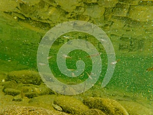 River fry fish among the currents in search of food