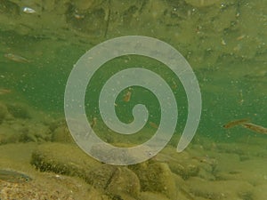 River fry fish among the currents in search of food