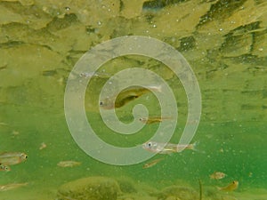 River fry fish among the currents in search of food