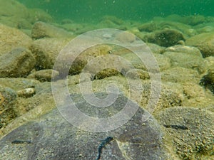 River fry fish among the currents in search of food