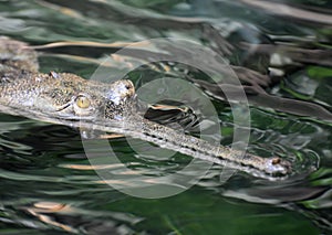 River Gavial Crocodile in a River