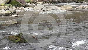 River Glaslyn, Beddgelert, Wales