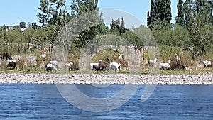 River and goats photo
