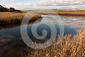 River with golden color grass at princetown wetland