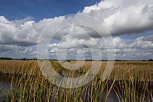 River of Grass in Florida