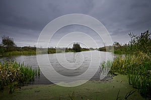 River with green cane with mystery sky