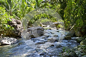 River in green jungle