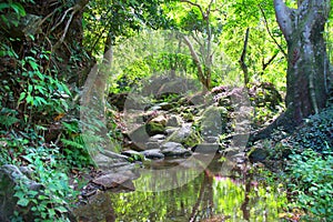 River in green jungle