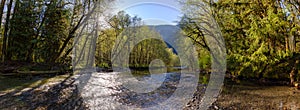 River in the Green Rain Forest during a sunny spring day.