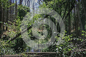 River and green undergrowth