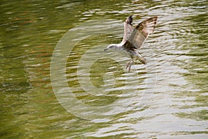 River gull flying over the shining calm water surface