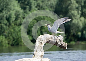 River gull seats on the branch at Desna river, Ukraine