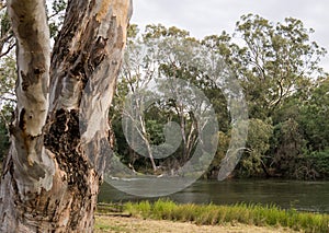 A river gum tree beside the Goulburn River in Victoria Australia