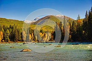 The river has some rocky, golden coniferous forest. Snow-covered mountain tops