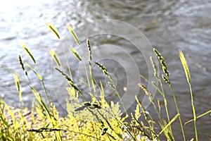 River and Hordeum Murinum plant
