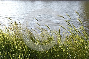 River and Hordeum Murinum plant