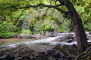 River in Iao Valley State Park, Maui, Hawaii