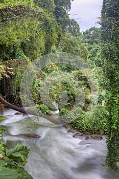 River in Jamaican forest