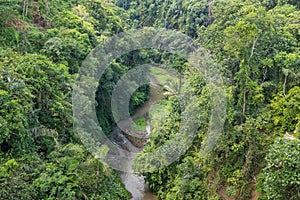 River and Jungle in Bali