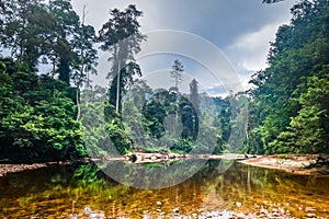 River in Jungle rainforest Taman Negara national park, Malaysia