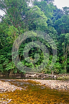 River in Jungle rainforest Taman Negara national park, Malaysia