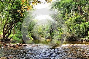 River in jungle, Thailand