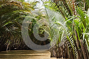 River in the jungle vietnam