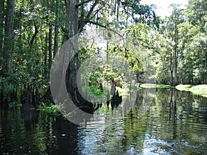 River in jungles