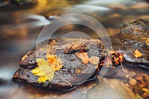 River Kamenice in autumn, Bohemian Switzerland