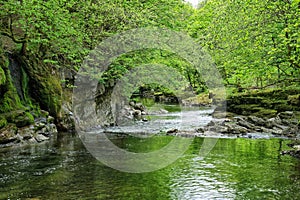 The River Kent passing through woodland near Kendal