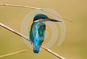 The river kingfishers or pygmy kingfishers