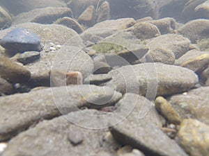 River, lake or the brook flowing in the wild nature.