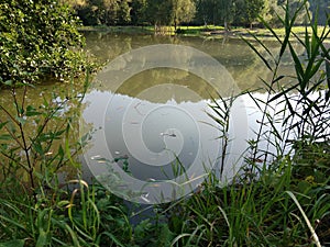 River, lake or the brook flowing in the wild nature.