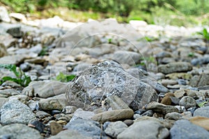 Řeka, jezero nebo potok tekoucí v divoké přírodě.