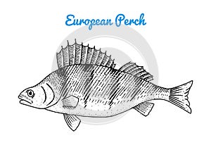 River and lake fish. European perch. Sea creatures. Freshwater aquarium. Seafood for the menu. Engraved hand drawn in