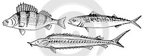 River and lake fish. Perch or bass, Scomber or mackerel, beluga and sturgeon. Sea creatures. Freshwater aquarium