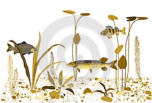 River, lake underwater world. Vector background.