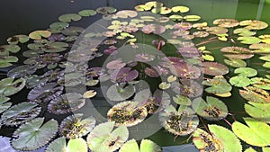 River landscape with a field water lilies