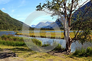 River landscape on the Kenai Peninsula