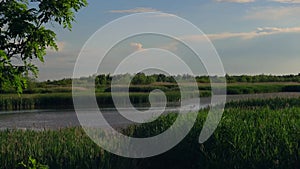 River landscape nature wild vegetation