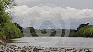 River landscape with trees shaking with wind and a blackbird