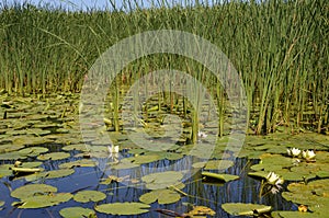 River landscape with water lilies and bulrush