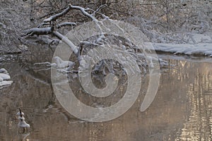 River landscape in winter and tree branches covered with white frost